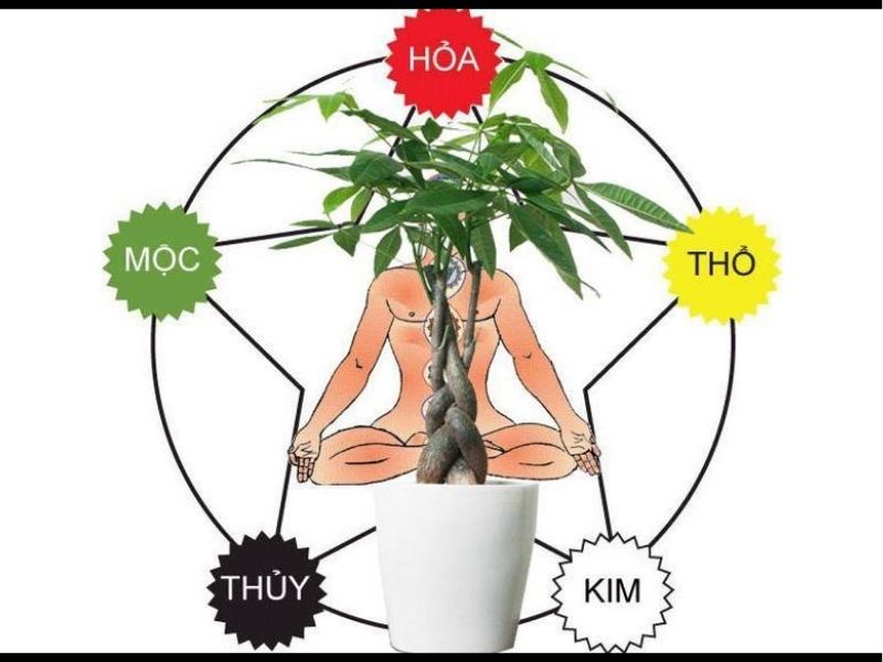 Mệnh Thủy nên chọn cây gì theo nguyên lý Ngũ hành âm dương?