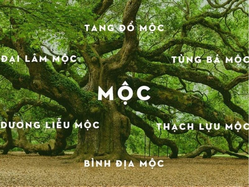 Nạp âm của hành Mộc