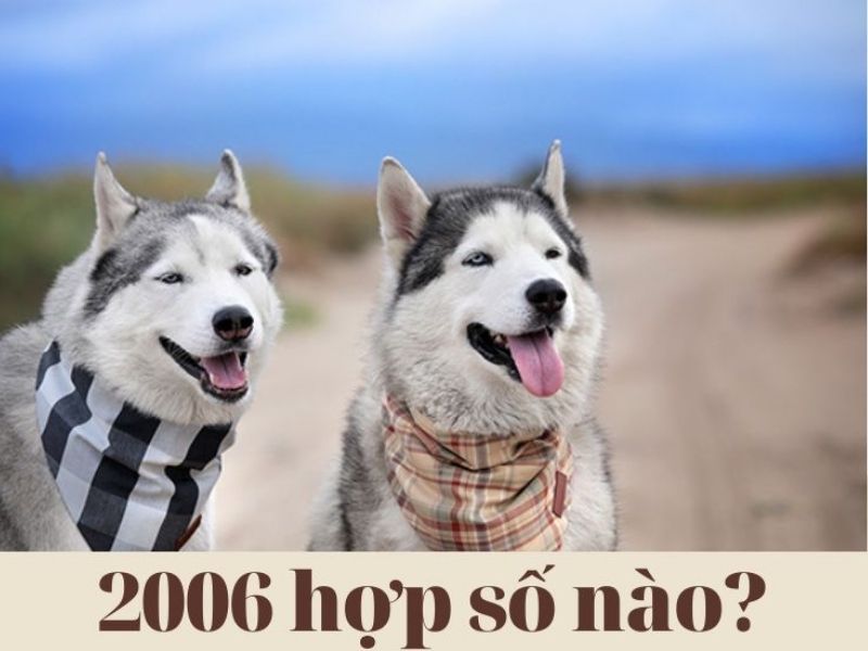 Sinh năm 2006 Bính Tuất hợp với những con số nào?