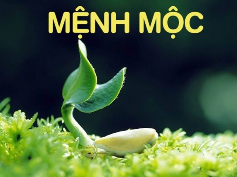 Tìm hiểu sơ lược về mệnh Mộc