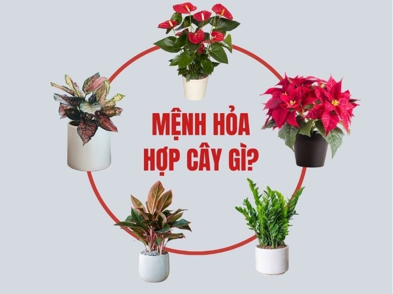 cây hợp mệnh hỏa