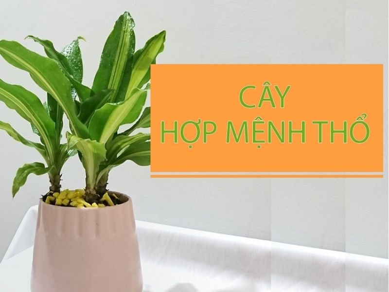 mệnh thổ hợp cây gì