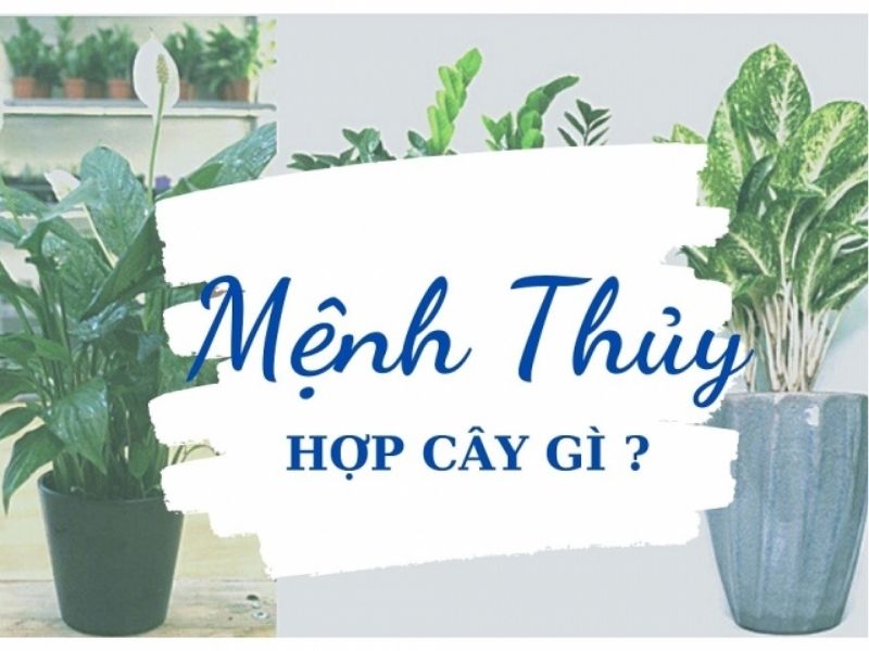 mệnh thủy hợp cây gì